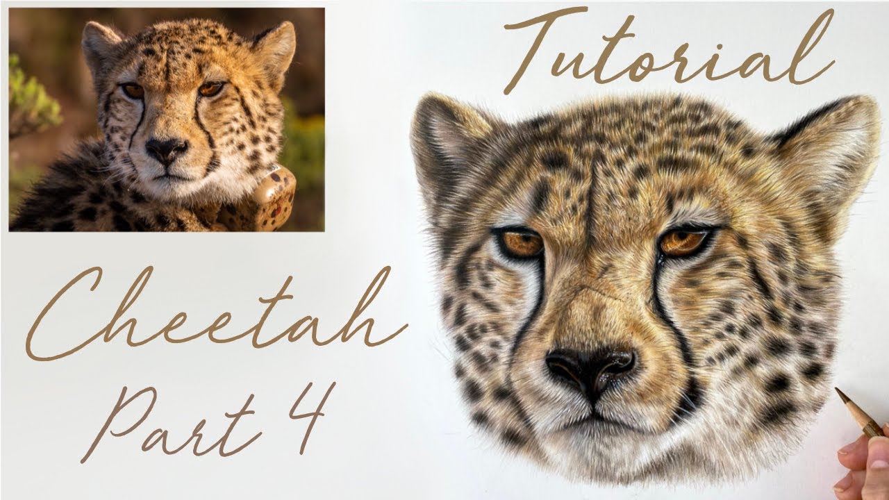 CHEETAH COLOURED PENCIL DRAWING PART 5 / FOLLOW ALONG TUTORIAL / LEARN TO  DRAW - YouTube