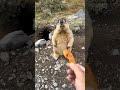 Olha essa Marmot cortando a unha que viralizou na internet #marmotalegal #marmota #viralizou #EuM...