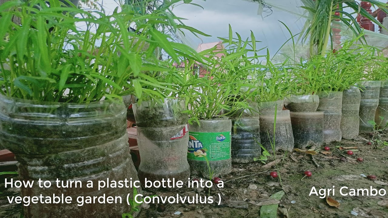 Plastic Bottle Into A Vegetable Garden, Vegetable Garden In Plastic Bottles