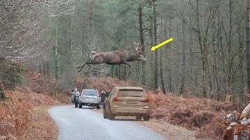 Deer Superpowers No One Knows About. How Is This Possible?