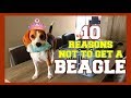 TOP 10 : WHY NOT get a BEAGLE! Funny Beagles Louie & Marie