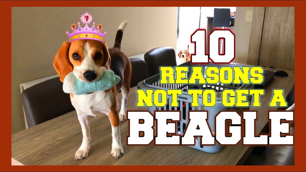 about beagles as pets