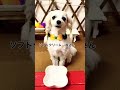 【犬のソフトクリーム屋さん】サーラの🍦お店にようこそっ💕#shorts #犬 #ペット #おしゃべりペット