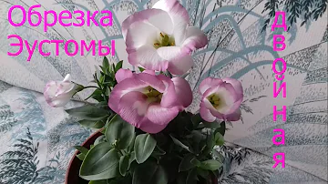Две обрезки эустомы. Цветение - обрезка - Цветение - обрезка.