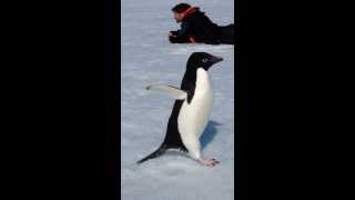 Run, Penguin, Run!