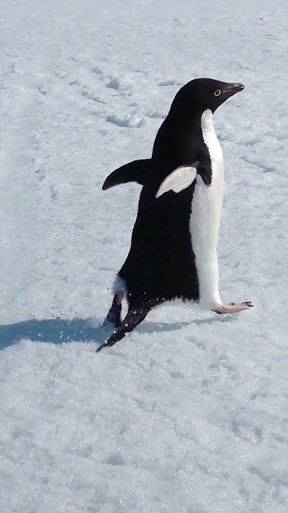 Run, Penguin, Run!