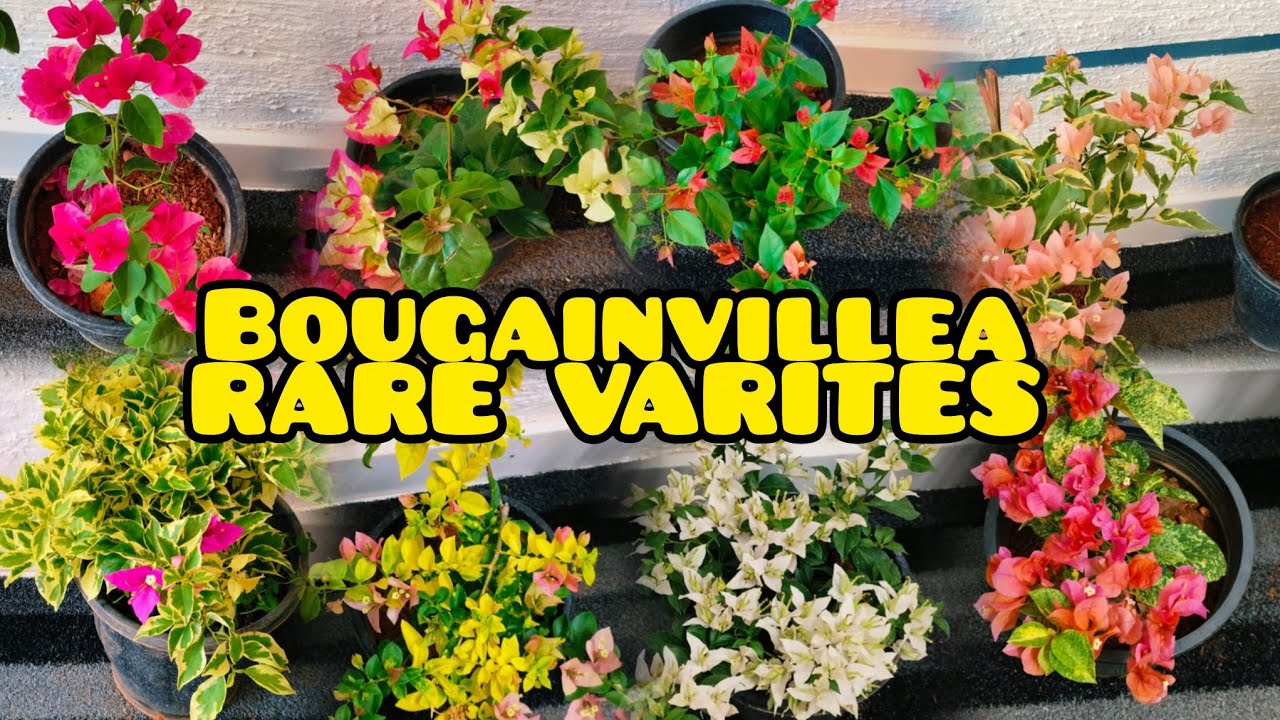 Rare varites Bougainvillea collection/multi grafted Bougainvillea/pet service available 