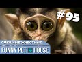 СМЕШНЫЕ ЖИВОТНЫЕ И ПИТОМЦЫ #95 АВГУСТ 2019 | Funny Pet House