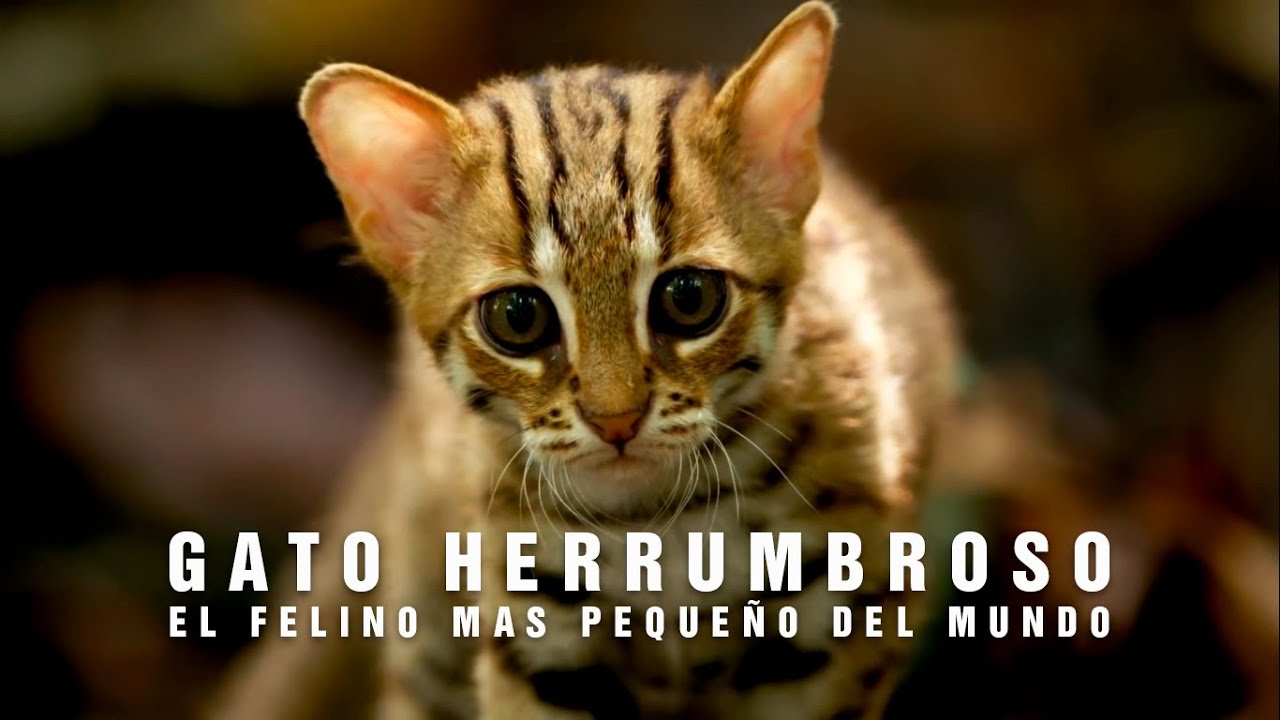 EL GATO HERRUMBROSO | El felino mas pequeño del mundo | Mini Documental -  YouTube