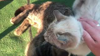 ❤️🐈 #catlovers #catlife #cat #кіт #funnyanimals #funnyanimals #cake #pisica #song by Our cute Cats - Наші милі Котики 193 views 2 weeks ago 2 minutes, 44 seconds