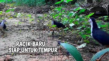 Percobaan racik baru, jerat burung ruak ruak langsung double strike!! bird trap
