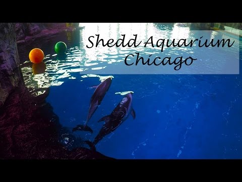 shedd-aquarium,-chicago