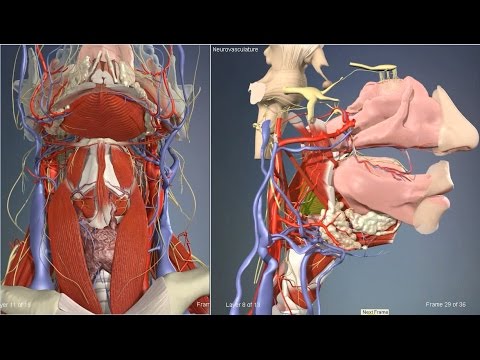 Pharyngeal muscles | 3D Human Anatomy | Organs - YouTube