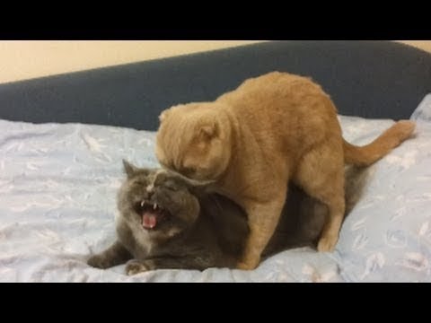 ridiculous-cats-mating-(loud)-part-iii-,-(hd)-orysya-&-emil