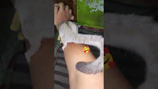 🥰pepper out.. now #subscribe #birds #sugargliderlover #squrrel #exoticpets