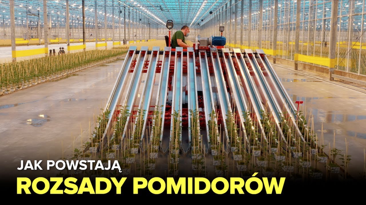 Jak powstają rozsady pomidorów? - Fabryki w Polsce