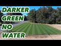 Change the Color of Your lawn WITHOUT Watering