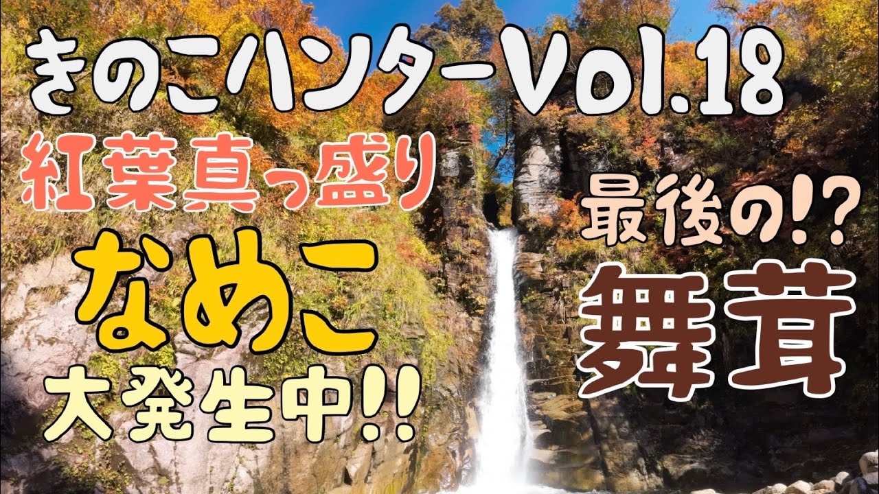 Vol.18 きのこハンター 〜紅葉真っ盛り🍁なめこ大発生&今年最後の舞茸〜