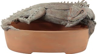 Bonsai pot making: Dragon pot 2024