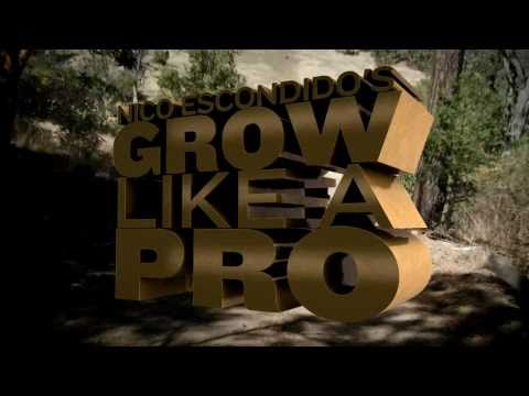 Grow Like a Pro with Nico Escondido - Field Report