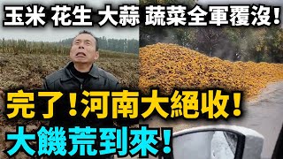 完了!河南絕收!玉米 花生 大蒜 蔬菜全軍覆沒!新聞無報道,農民苦不堪言:沒人來幫我們!跪地求天都沒用!