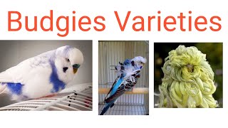Famous Types of Budgeries | Budgies colour mutation and varieties|Budgeries series-3 |Ilayaraja T Wealth