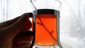 Wild Food Foraging- Yellow Birch