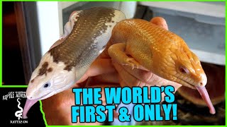 BLUE TONGUE SKINKS! THE RAREST MORPH IN THE WORLD!