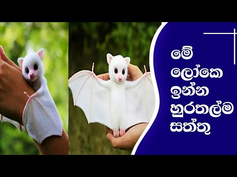 ලොව සුරතල්ම සතුන් 10 | 10 Most Cutest Animals In World