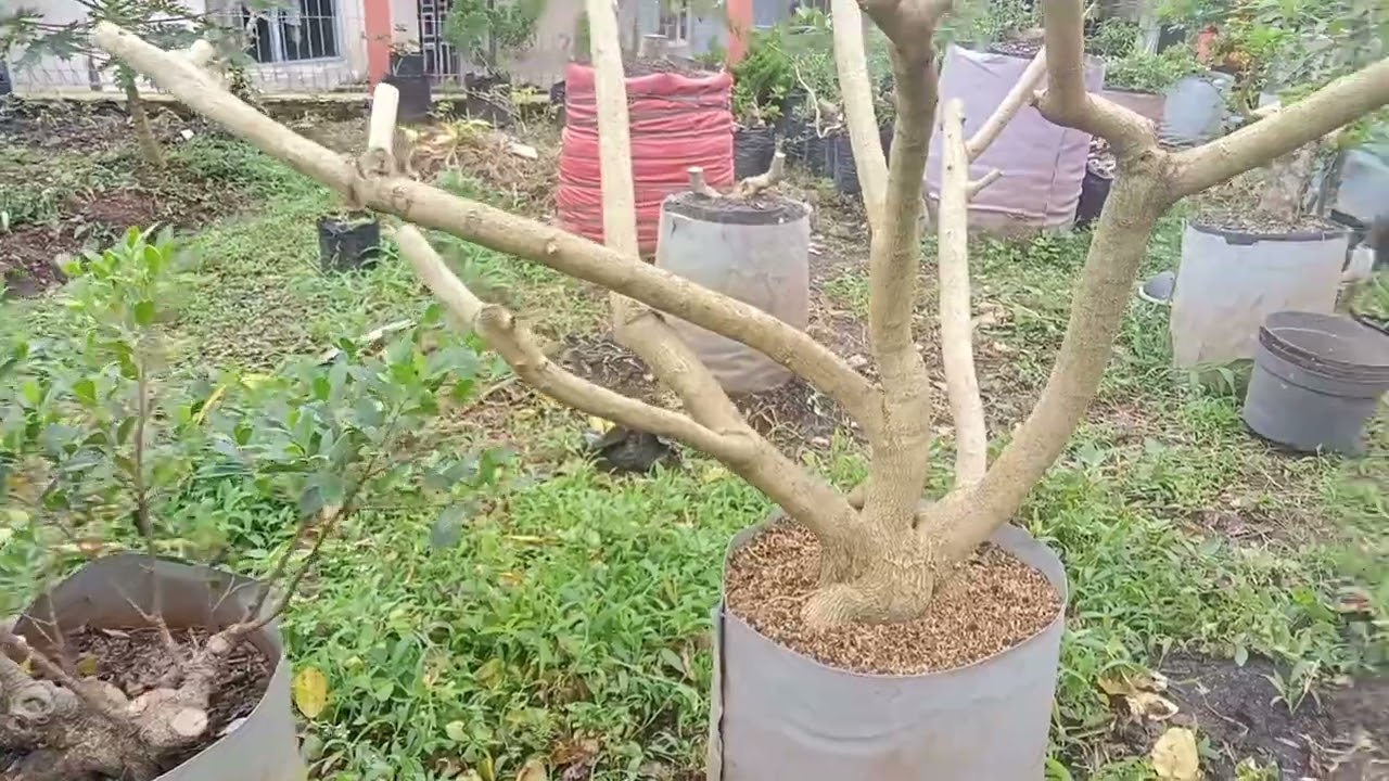 Penentuan gerak dasar bonsai sancang @barayabonsai2003