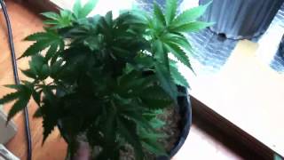 Medical grow week 2 of vegg on seedlings