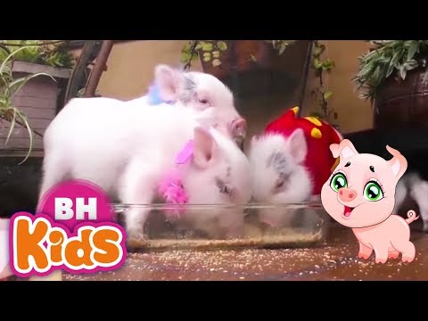 con heo đất remix hai con thằn lằn con tại Xemloibaihat.com