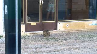 Portugal 2014: Walking tour of Faro