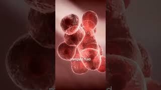 Embryo Development Explain in Quran #QuranMiracles #EmbryologyInQuran #IslamicScience #CreationOfMan
