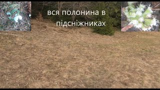 Карпати полонина вся в підсніжниках