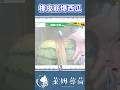用橡皮筋來爆西瓜!? #vtuber#台灣vtuber#shorts#台v
