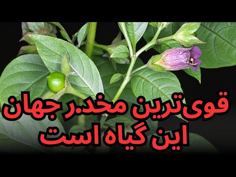 قویترین تسکین دهنده و آرامبخش طبیعی ترک کردن هر موادی در سه روز