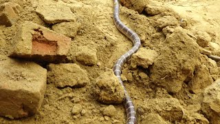 भारत का सबसे जहरीला सांप फिर पकड़ा गया। My New Rescue krait Snake Video by Murliwale Hausla