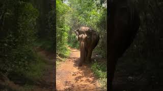 Peaceful Nature Sound With an Elephant on the Path #elephant #shorts #nature #cricket #love