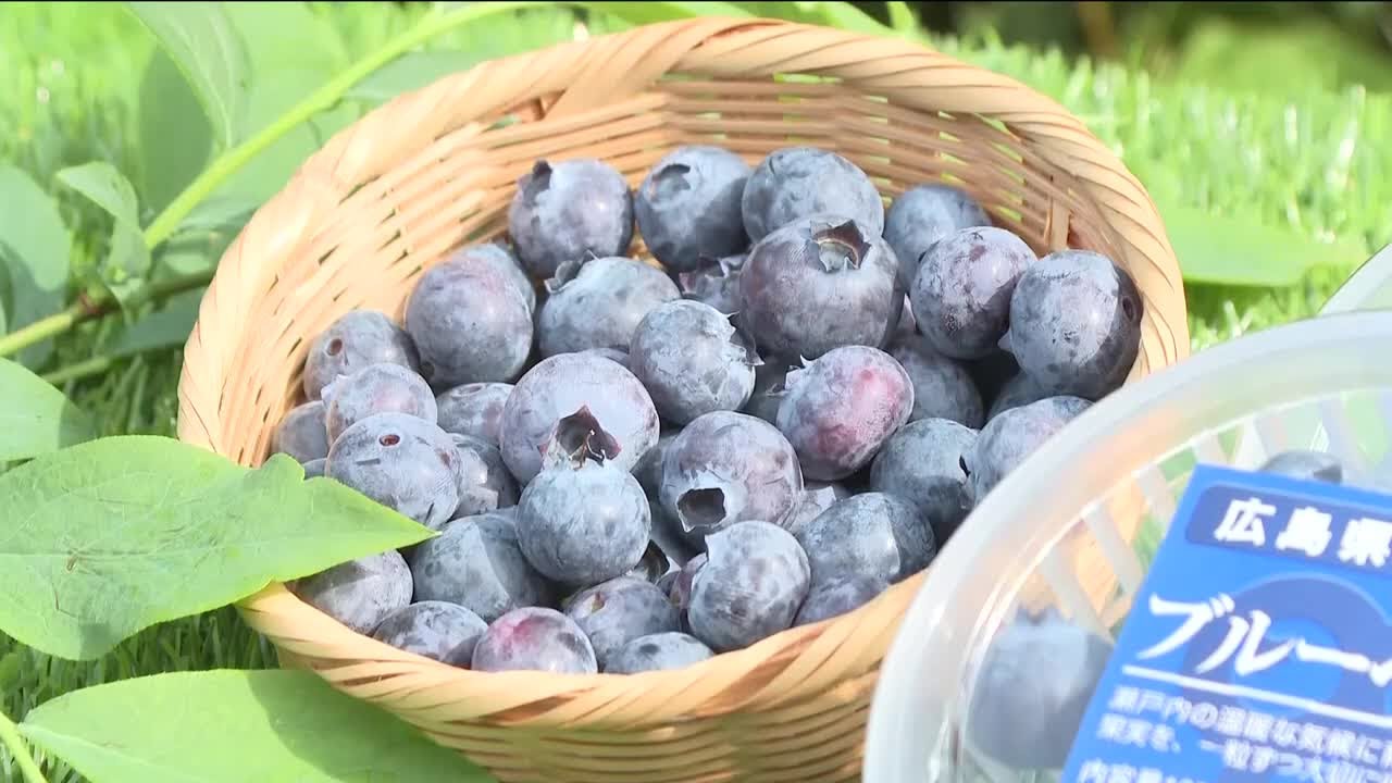 爽やかな甘さのブルーベリー楽しんで」 ハウス栽培のブルーベリーの