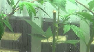 Upside Down Clone Update - Day 3