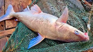 বড়শিতে ধরা পড়লো বিশাল ট্যাংরা😀 । Sundarban fishing @Tradifoodsundarban