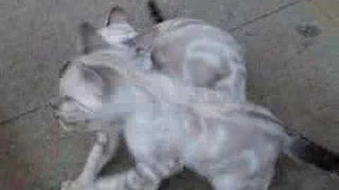 Watch the video about Angry Bengal kitten doesnt want to share toy!