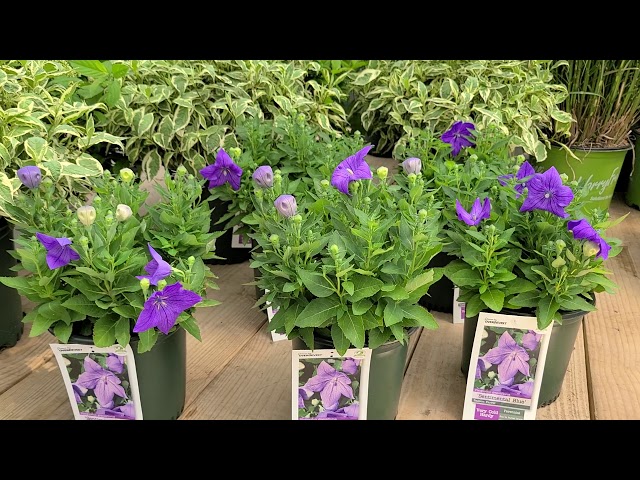 Platycodon Sentimental Blue' (Balloon Flower)// POPULAR and LONG BLOOMING  - YouTube