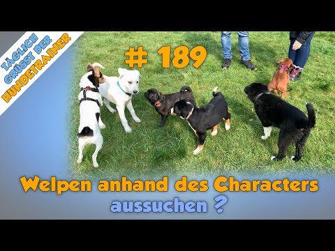 Video: Eigenschaften von Bouvier De Flandres Hunde