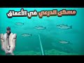 Chasse sous marine profonde loup bar maroc 2023   pesca submarina robalo lubina    