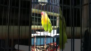 Burung love bird ngekek panjang