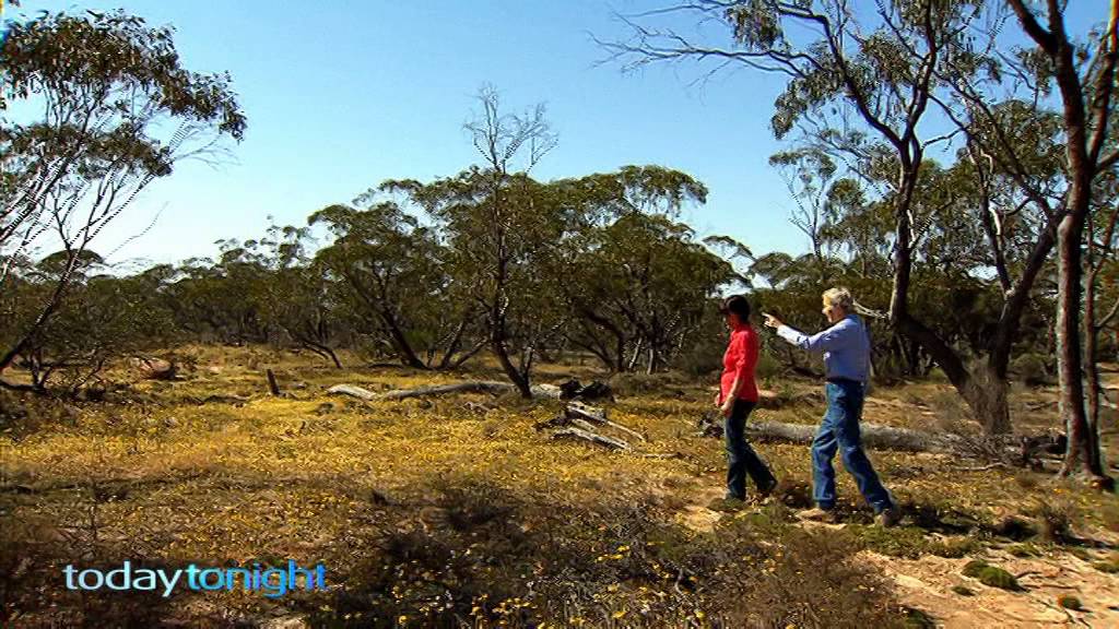 Today Tonight - WA Wildflowers