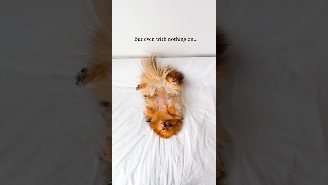 Cute dog on Gucci 🥰🥰🥰☺️ I made you look: Meghan Trainor 