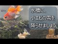 200以上 らんちゅう 肉瘤 出し 方 228583-らんちゅう 肉瘤 出し方